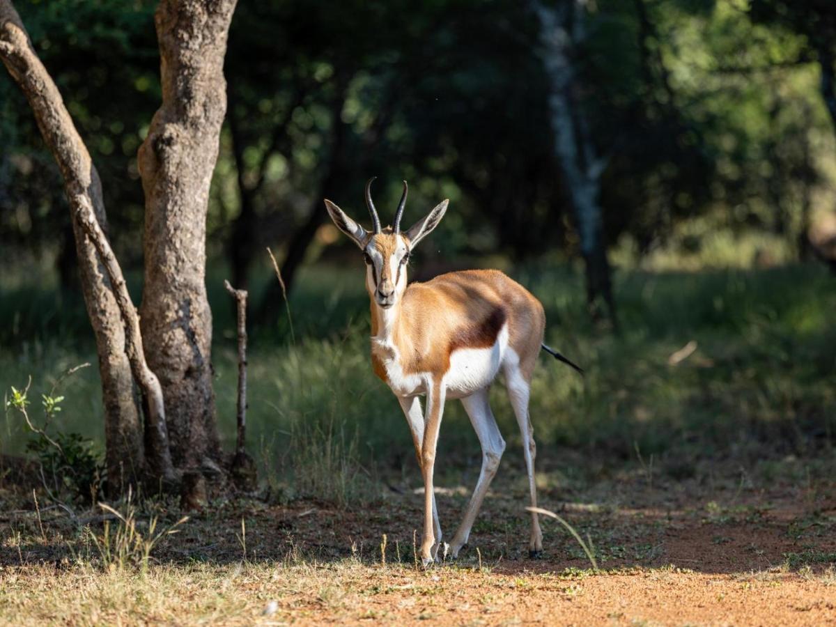Sable Ranch Bush Lodge Brits Esterno foto