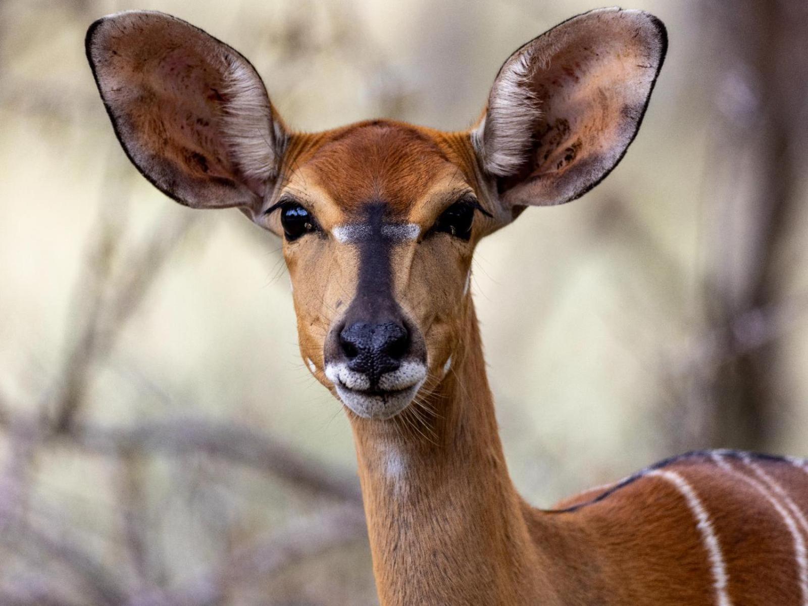 Sable Ranch Bush Lodge Brits Esterno foto